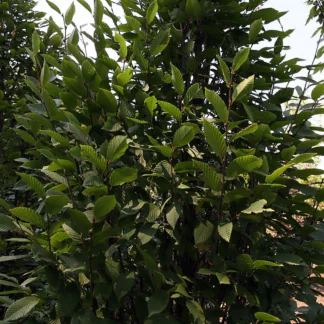 Carpinus Betulus 'Lucas' - Circa 2-3m Tall