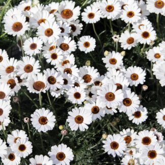 Rhodanthemum Casablanca - Atlas or Morrocan Daisy