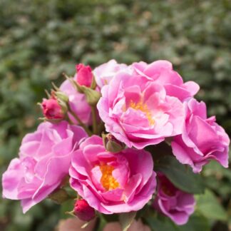 Rose Lucky - Floribunda Rose