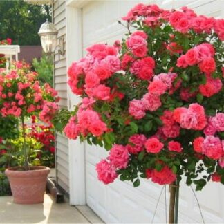 Pair of Patio Standard Pink Flowering Patio Rose Trees