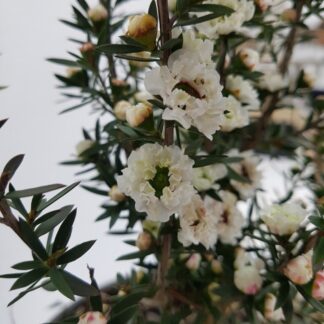 Leptospermum Scoparium Snow Flurry