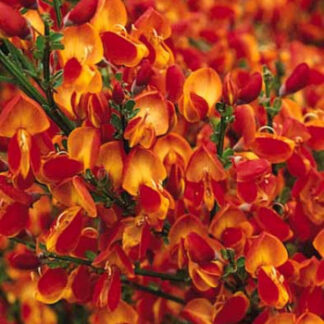 Cytisus Palette - Broom