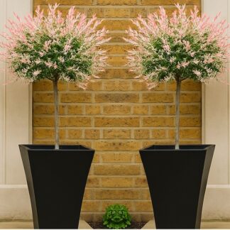 Pair of Standard Topiary Trees 'Salix Flamingo' With Large Flared Decorative Planters