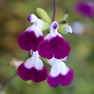 Salvia 'Amethyst Lips'