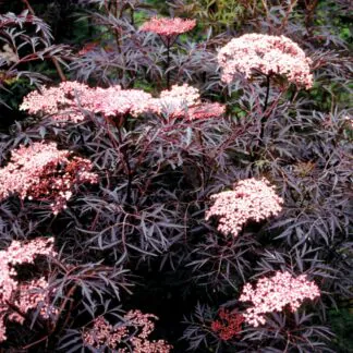 Sambucus Nigra Black Lace - Black Elder Sambuca Plant - Large Specimen