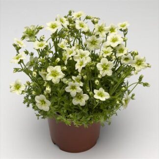 Saxifraga Toran Lime Green - Saxifrage Plants in Bud & Bloom
