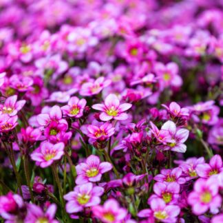 Saxifraga Mossy Pink - Saxifrage Plants in Bud & Bloom