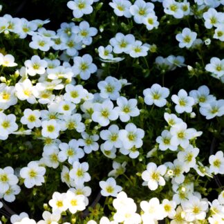 Saxifraga Toran Lime Green - Saxifrage Plants in Bud & Bloom