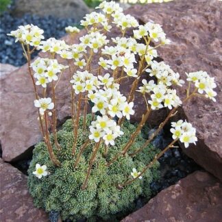 Saxifraga Paniculata Aizoon - Saxifrage