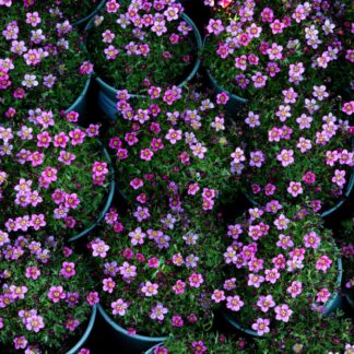 Saxifraga Mossy Pink - Saxifrage Plants in Bud & Bloom