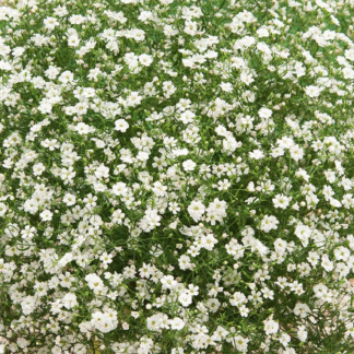 Gypsophila Repens 'Filou White' - Baby's Breath