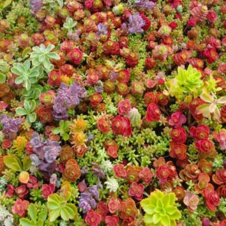 Hardy Succulent Sedum Collection - Pack of Five Evergreen Hardy Plants - Perfect Ground Cover