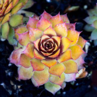 Sempervivum 'Chick Charms' - Gold Nugget - Houseleek