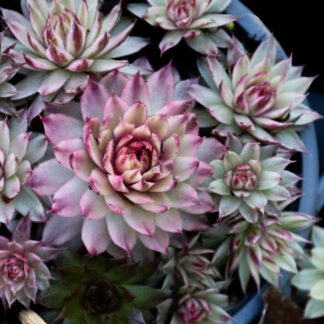 Sempervivum Saxon - Houseleek
