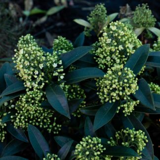 Skimmia Kew Green