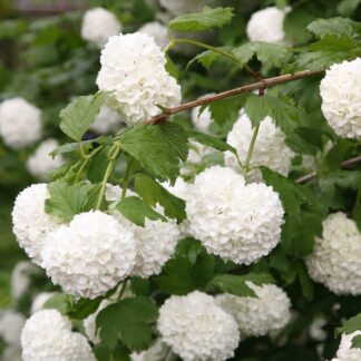 Snow Ball Tree - Viburnum Opulus Roseum - Snowball Tree