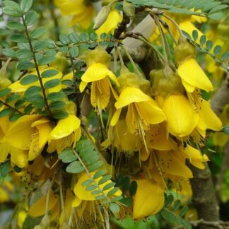Sophora Microphylla 'Sun King'
