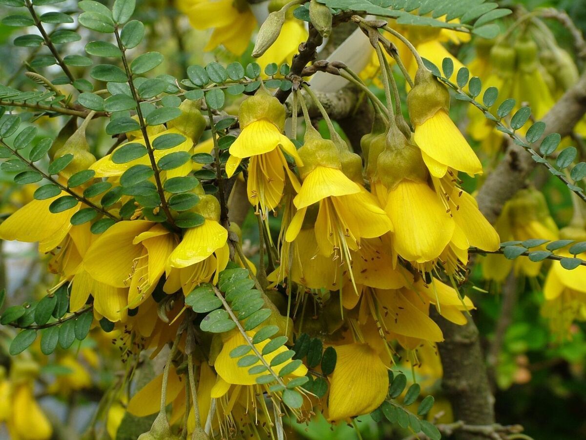 Sophora Microphylla 'Sun King'