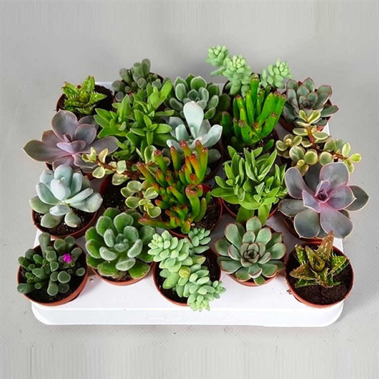 Succulent Plant Collection - Five Contemporary Trendy Plants