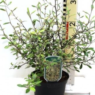 Corokia x Virgata 'Sunsplash'