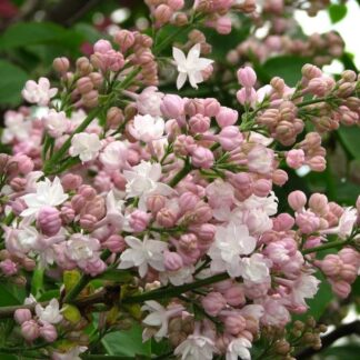 Syringa Vulgaris Beauty of Moscow  Lilac Tree - Fragrant White Lilac Tree Circa 100cm Tal