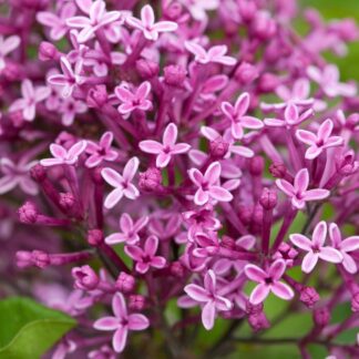 Syringa Bloomerang Dark Purple