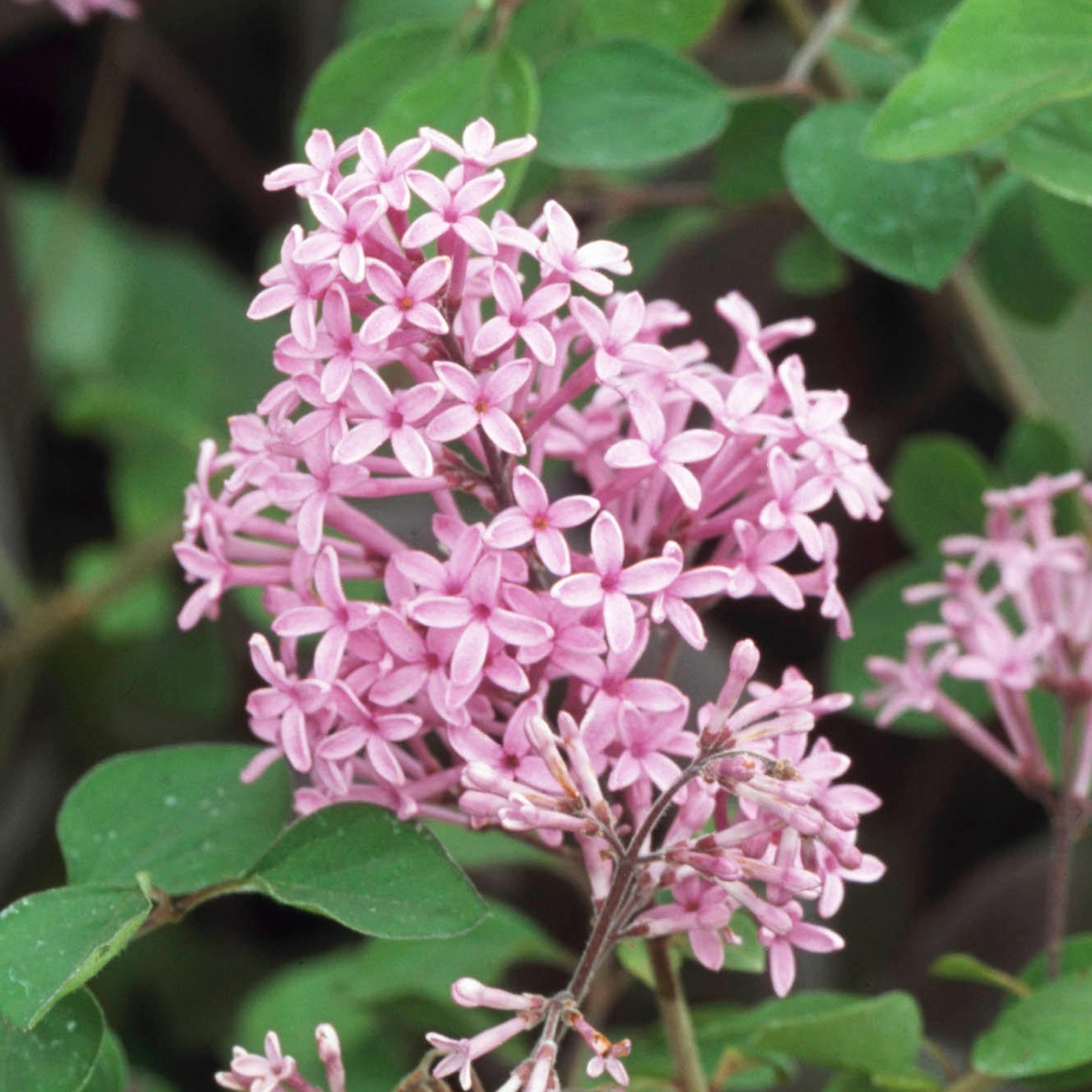 Syringa 'Red Pixie' - Lilac