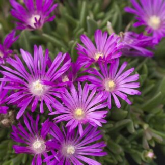 Delosperma Cooperi 'Table Mountain'
