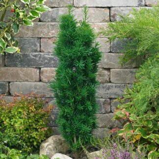 Taxus Baccata Fastigata Robusta - Green Fastigate Yew