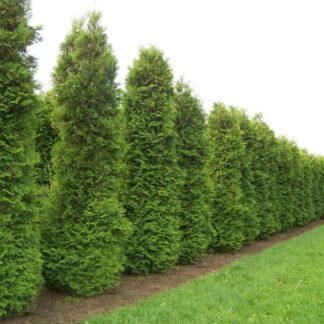 Thuja Occidentalis Brabant - 120-140cm Specimen or Hedging Conifer