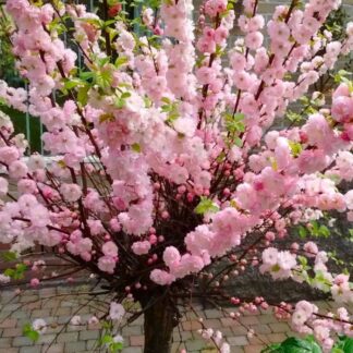 Large - Prunus Triloba - Double Flowering Cherry-Almond Tree - Circa 5-6ft