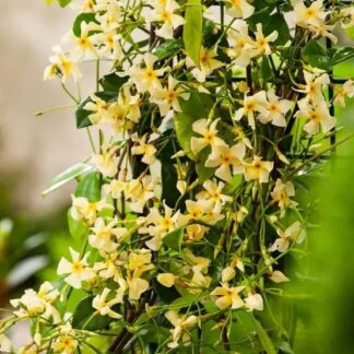 Trachelospermum Asiaticum 'Mandanianum' - Large 5-6ft Specimen Climber
