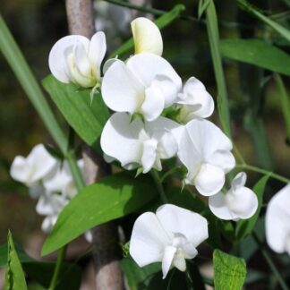 Lathyrus Latifolius 'White Pearl' - Hardy Everlasting Sweetpea