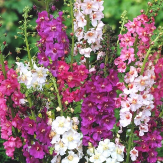 Verbascum Phoencinium Hybrids