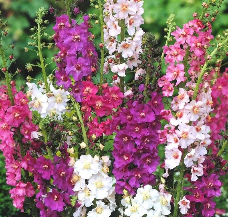 Verbascum Phoencinium Hybrids