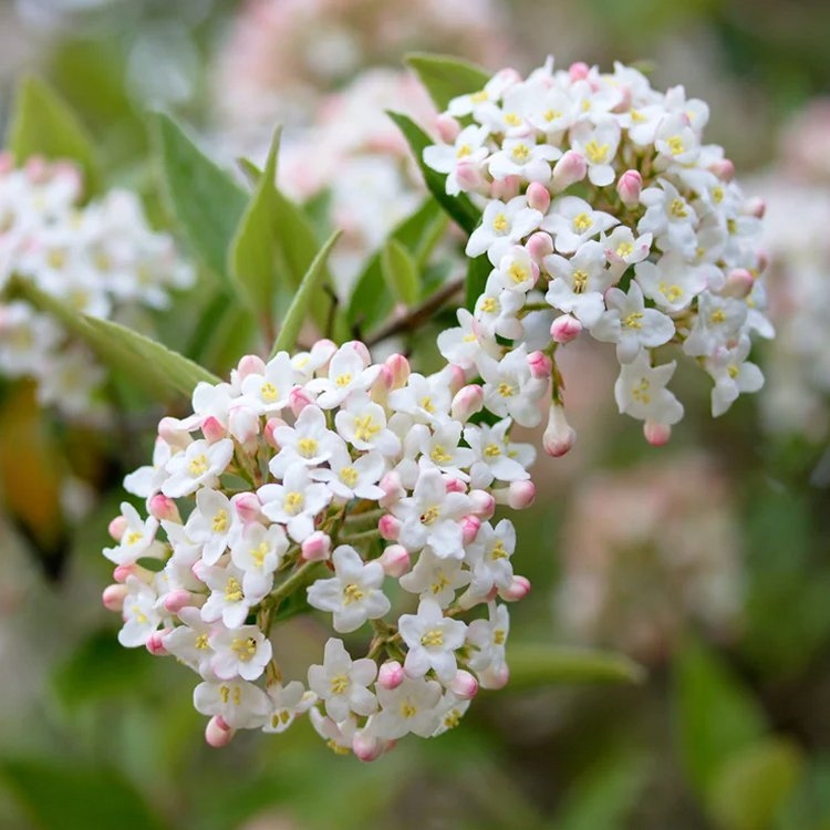 Viburnum x Burkwoodii - Scented Burkwood Viburnum