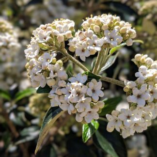 Viburnum Odoratissimum Awabuki