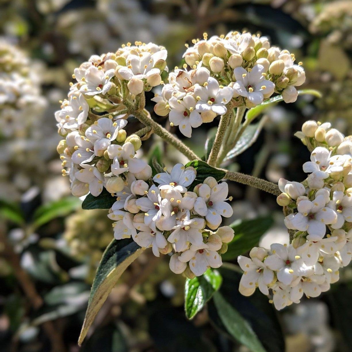 Viburnum Odoratissimum Awabuki