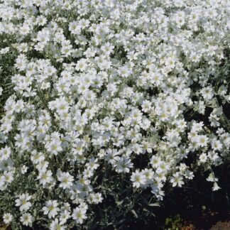 Cerastium Tomentosum - Snow in Summer