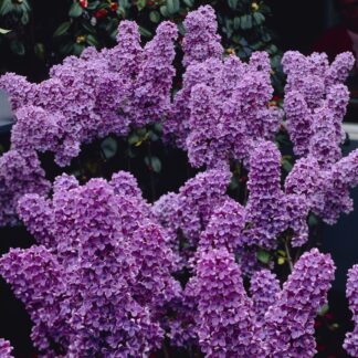 Syringa Vulgaris Ludwig Spaeth - Fragrant Purple Lilac