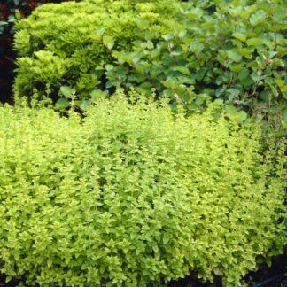 Herb - Origanum Vulgare  ''Thumbles Variety' - Oregano