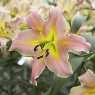 Giant Skyscraper Towering Tree-Like Oriental Lily Bulbs - On Stage - Pack of Three Lily Bulbs