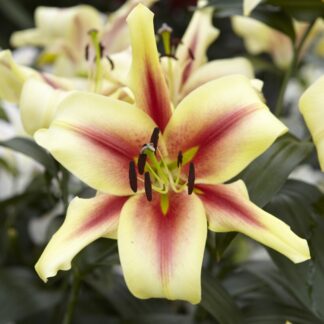 Giant Skyscraper Towering Tree-Like Oriental Lily Bulbs - Lavon - Pack of Three Lily Bulbs