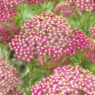 Achillea Lightning Pink