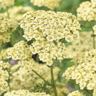 Achillea Creme De La Creme