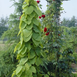 Large 6-7ft Specimen Climber - Aristolochia Macrophylla