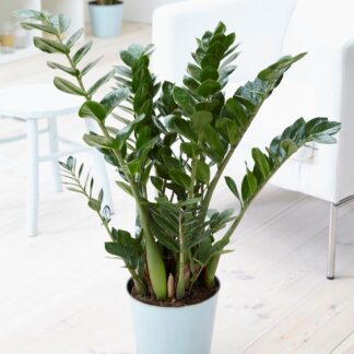 Zamioculcas Zamiifolia - Zz Plant