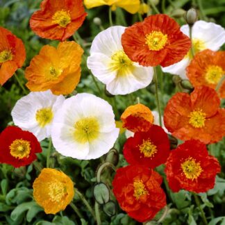Papaver Nudicaule Pulchinella Mixed - Icelandic Poppy - in Bud & Bloom