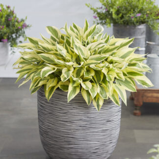 Hosta 'Bobcat'