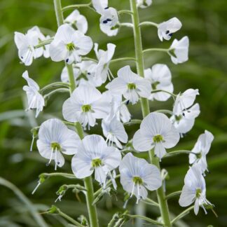 Veronica Gentianoides 'Tissington White'